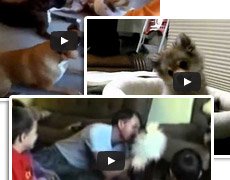Смешные видео про животных