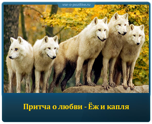 Притча о дружбе - Стая волков и три охотника