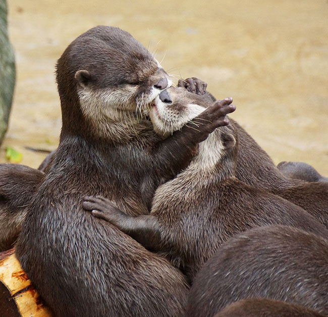 15 замечательных фотографий целующихся животных